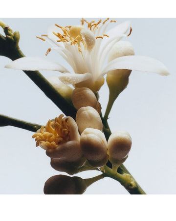 Orange Blossom Cologne Pre-pack 30ml/1floz