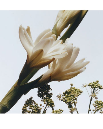 Tuberose Angelica Cologne Intense 50ml