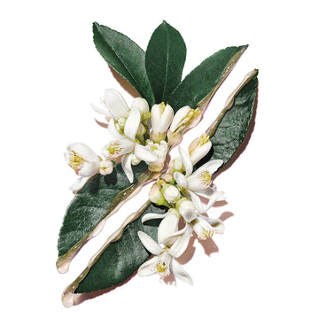 YSL Pure Shots Hydra Bounce Essence-In-Lotion 150Ml