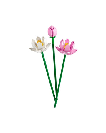 Lotus Flowers
